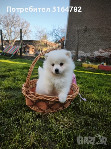 Померан Померанчета , снимка 4 - Померан - 54142077