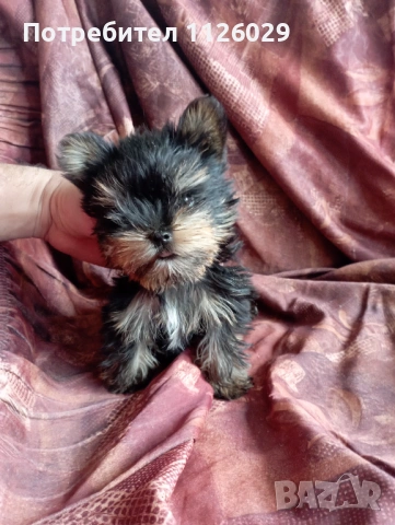 Мини йорки - момичета 