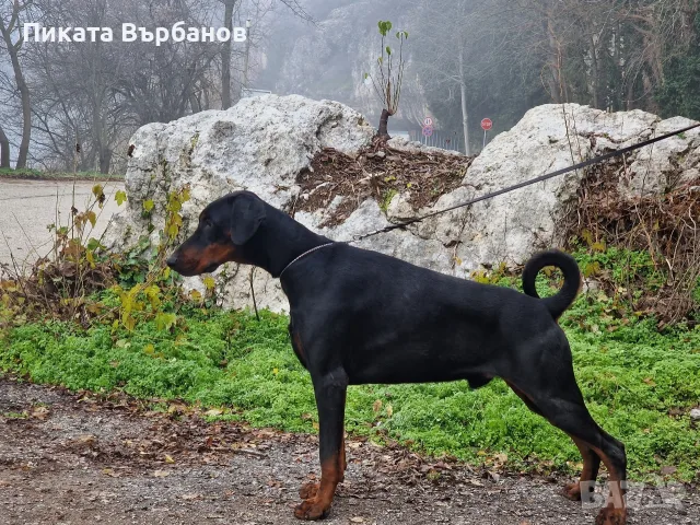 Родословни Добермани, снимка 9 - Доберман - 56178777