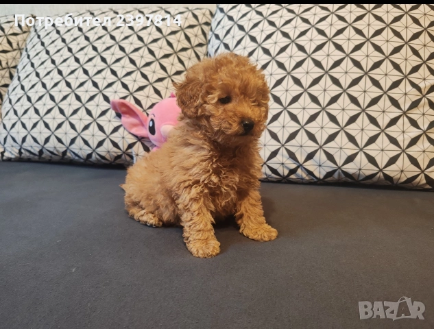 Малтипу , снимка 6 - Пудели - 53143511