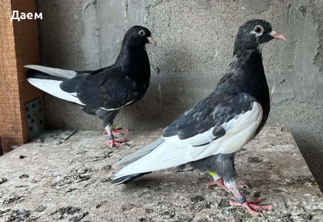 Поморийски Ролер и Мардини, снимка 4 - Гълъби - 56300252
