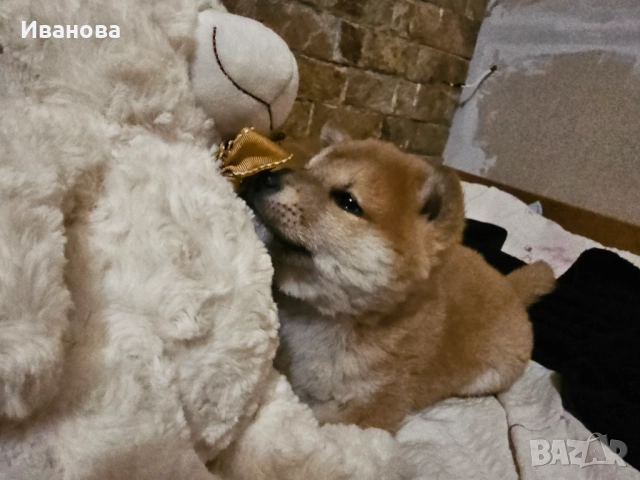 Шиба ину кученца, снимка 13 - Шиба ину - 46910234