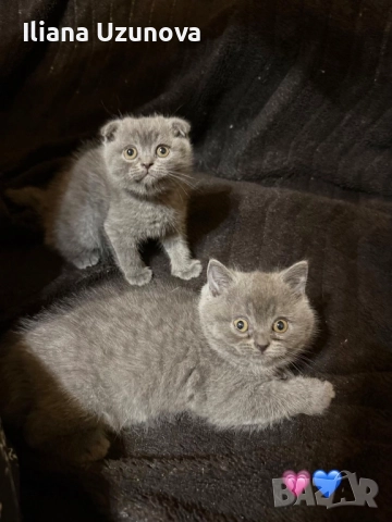 Уникални британски котенца , снимка 5 - Британска късокосместа - 52529757