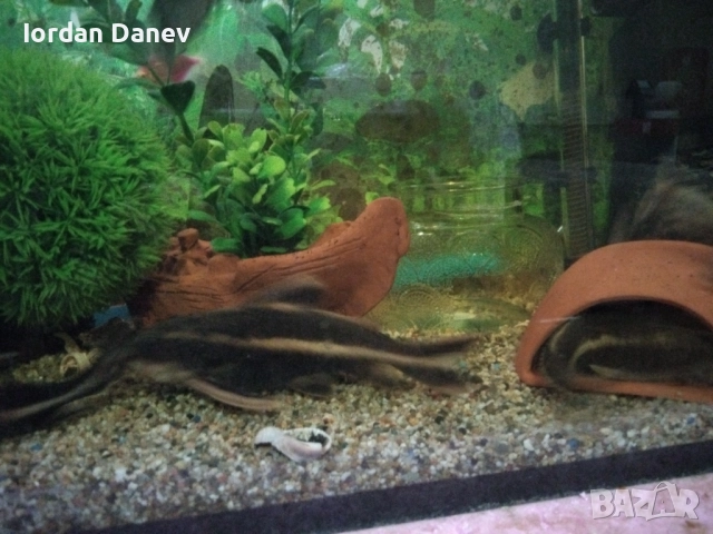 Сом платидорас , снимка 3 - Други животни - 52507103