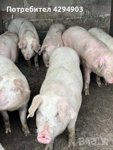 Продавам прасета