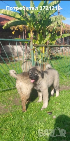 Кавказка овчарка, снимка 2 - Кавказка овчарка - 49374261