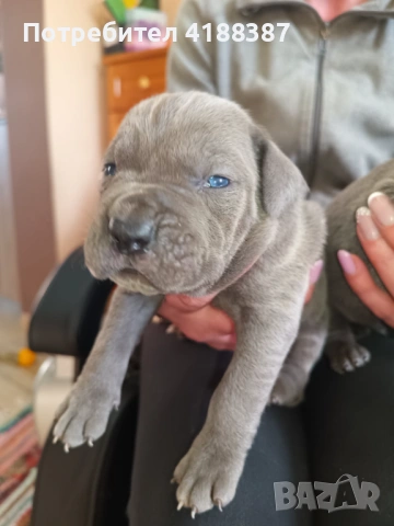 Кане Корсо, снимка 3 - Кане корсо - 53711826