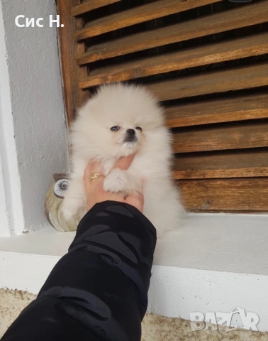 Померани, снимка 2 - Померан - 53123968
