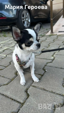 Чихуахуа женско, снимка 8 - Чихуахуа - 53170076