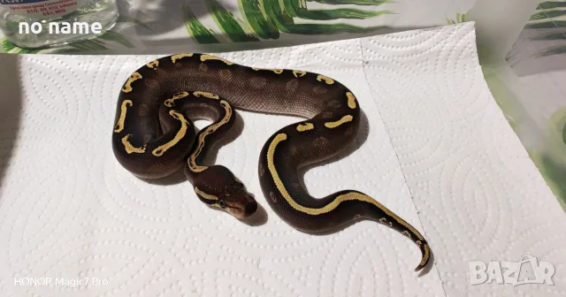 Кралски питони (Python Regius) 