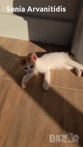 Котета 6 бр. На 2 м., снимка 2 - За котки - 55966018