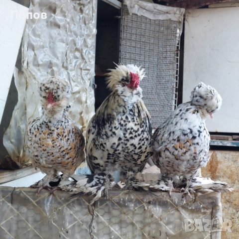 Продавам джинки, снимка 15 - други­ - 52724814