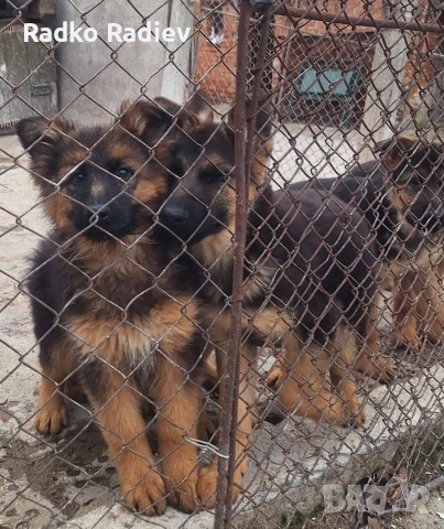 Немска овчарка, снимка 4 - Други - 52263594