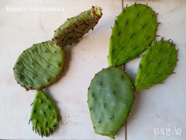 Продавам кактуси, снимка 8 - Стайни растения - 17950413