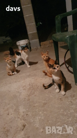 Малки котета – различни шарки, снимка 11 - Други - 51972893