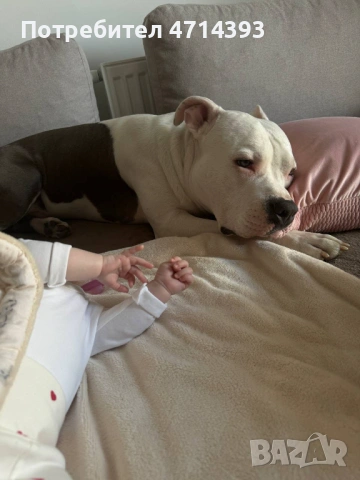 Търсим приятелка за Матео 2,6г. Американский стаффордширский терьер, снимка 9 - Американски стафордширски териер - 53164412