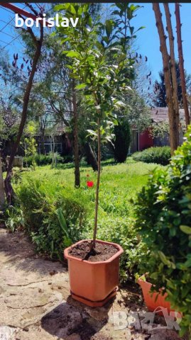 Промоция на дафинов лист - лаврово дърво, снимка 3 - Стайни растения - 14936605