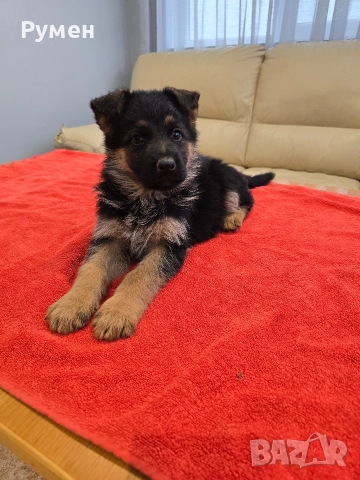 Уникална млада госпожица , снимка 6 - Немска овчарка - 52881278