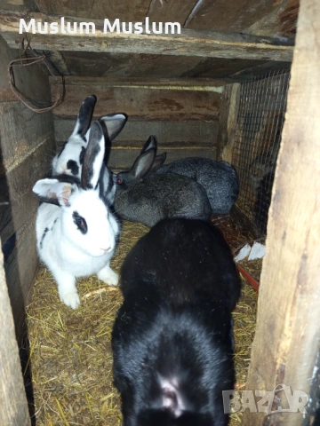 Zaici , снимка 7 - Други - 54212482