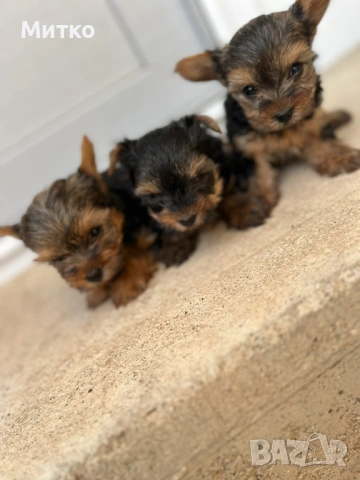 Йоркширски териер , снимка 2 - Йоркширски териер - 51544633