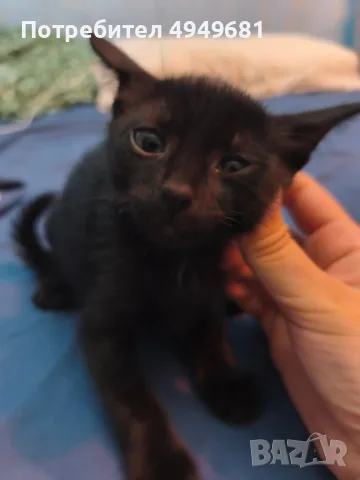 Подаряваме мъжко котенце , снимка 2 - Други - 56185885