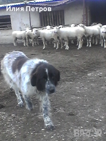 кученце , снимка 4 - Бо - 52890717