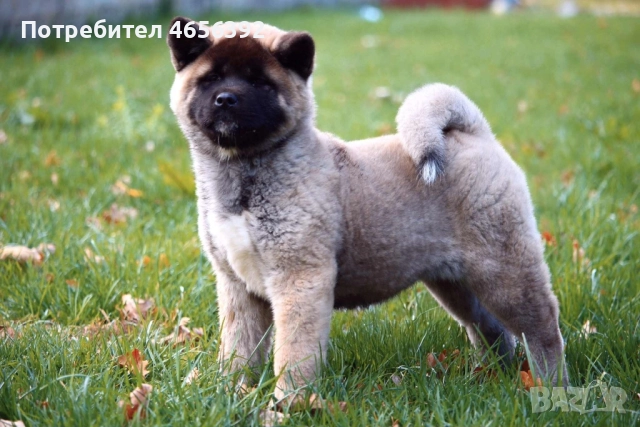 Американска акита, снимка 3 - Акита - 52482565