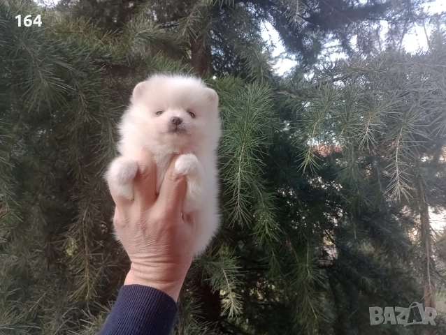 Бели мъжки и женски Померани. Реални снимки от 02.01.26 г. , снимка 11 - Померан - 52930206