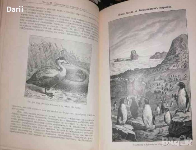 Жизнь моря: Животный и растительный мир моря, его жизнь и взаимоотношения, снимка 2 - Специализирана литература - 36964265