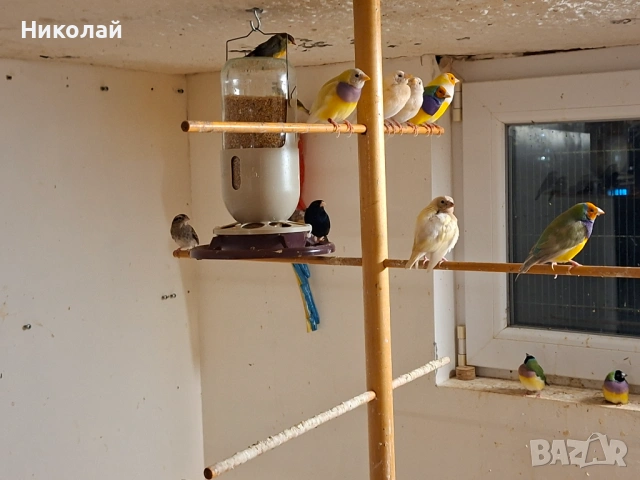 Гулдови Амадини !