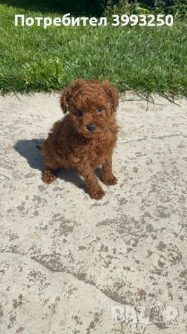 Мини пудели, снимка 3 - Пудели - 53965215