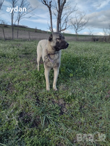 кангали мъжки и женска 