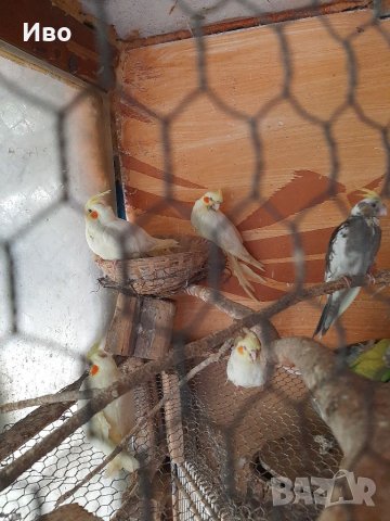 Ръчно хранени папагали , снимка 14 - Папагали - 37739280