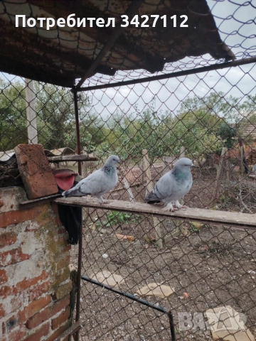 Турски гълъби за игра , снимка 4 - Гълъби - 52381017