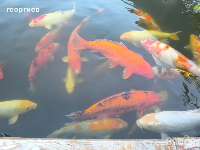 Японски шарани Кои