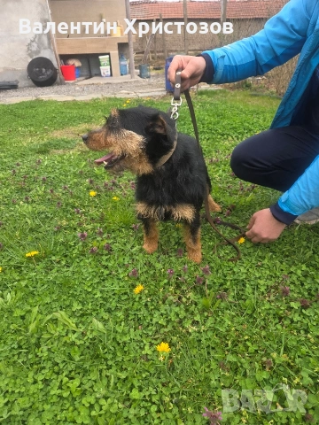 ягдтериер яктериер обучени на подземен лов и гонки, снимка 4 - Ягдтериер - 54034021