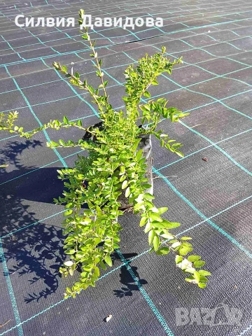 Лоницера пелиата 