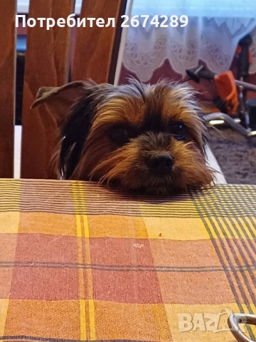 Мъжко Йорки търси партньорка., снимка 2 - Търси партньор - 52901675