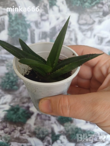 Вид алое, снимка 2 - Стайни растения - 53972126