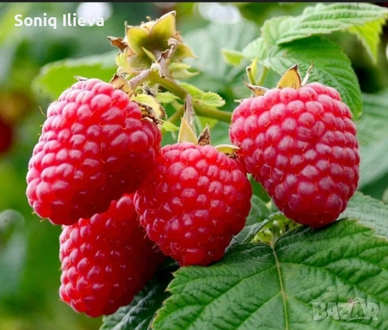 продавам разсад ягоди и малини , снимка 18 - Разсади - 53905722