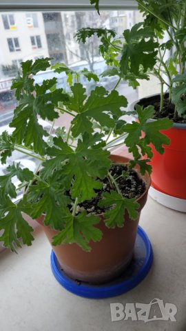 Продавам цветя Индрише (български сорт), снимка 9 - Стайни растения - 35600076