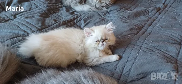 персийски котета, снимка 3 - Персийска - 56477836