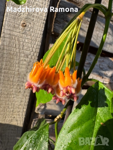Hoya praetorii , снимка 7 - Стайни растения - 52647265