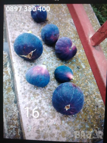 дръвчета смокиня сорт "Черна от Бурса" , снимка 3 - Градински цветя и растения - 54139645