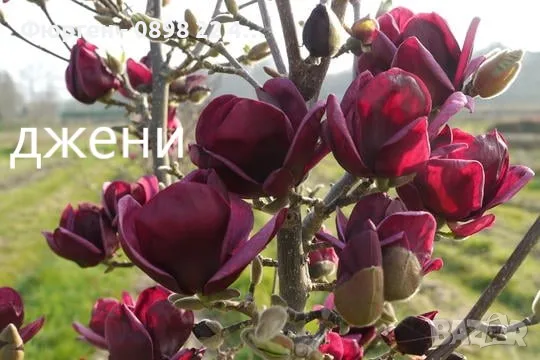 Магнолия -  Magnolia  Genie, снимка 4 - Разсади - 55750562