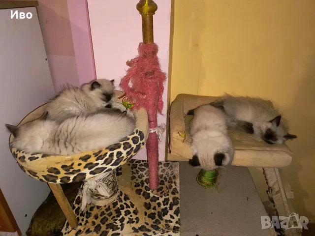 Котета Регдол /  Ragdoll, снимка 5 - Други - 55792070
