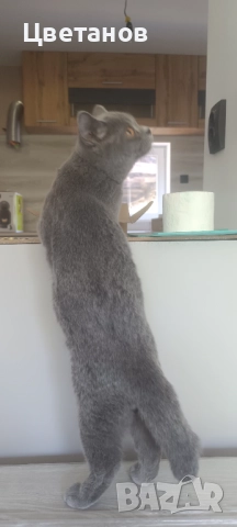 Британска късокосместа, снимка 2 - Други животни - 51527174