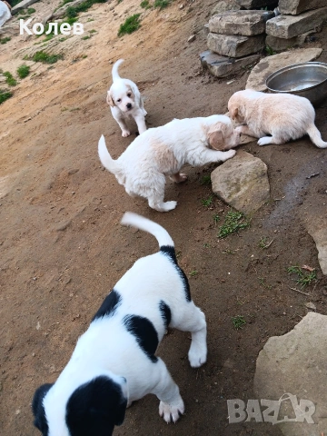 Кучета ,търсачи на трюфели, снимка 2 - Други - 53932856