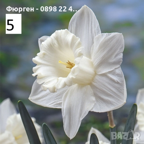 Луковици на Нарцис, снимка 5 - Разсади - 51459212