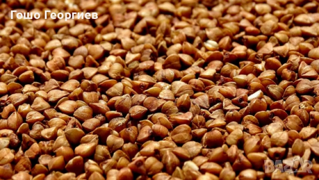 Продавам изгодно зърнени храни и семена на едро и дребно, снимка 2 - Други - 53206506